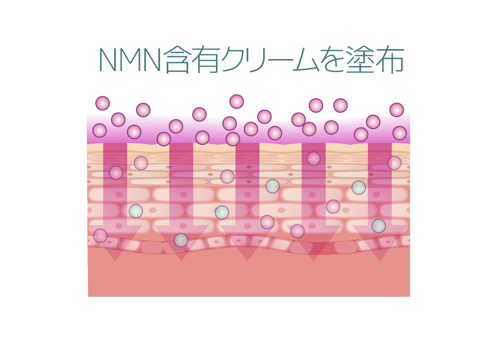 NMNの経皮吸収